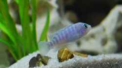 Besatz im Aquarium mp Scubabay