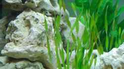 Dekoration im Aquarium mp Scubabay