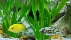 Besatz im Aquarium mp Scubabay