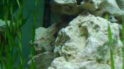 Dekoration im Aquarium mp Scubabay