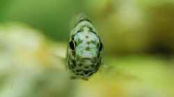 Besatz im Aquarium mp Scubabay