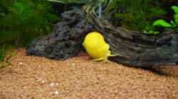 Apfelschnecke