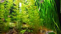 Pflanzen im Aquarium Trigon 190