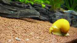 Apfelschnecke