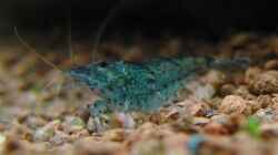 Caridina blau