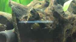 Zebra Rennschnecke