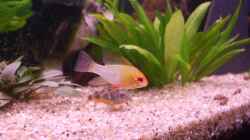 Besatz im Aquarium Becken 15396