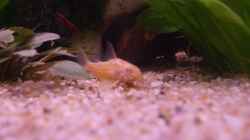 Besatz im Aquarium Becken 15396