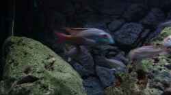 Besatz im Aquarium Malawi 1