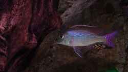 Besatz im Aquarium Malawi 1