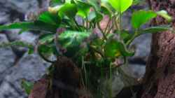 Pflanzen im Aquarium Malawi 1