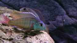 Besatz im Aquarium Malawi 1