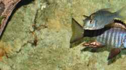 Besatz im Aquarium Malawi 1