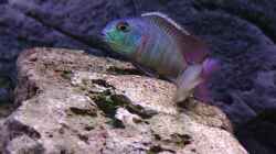 Besatz im Aquarium Malawi 1