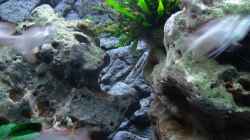 Dekoration im Aquarium Malawi 1