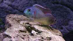 Besatz im Aquarium Malawi 1