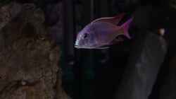 Besatz im Aquarium Malawi 1