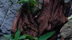 Dekoration im Aquarium Malawi 1