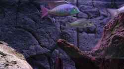 Besatz im Aquarium Malawi 1