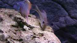 Besatz im Aquarium Malawi 1