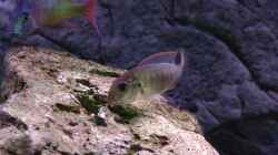 Besatz im Aquarium Malawi 1