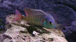 Besatz im Aquarium Malawi 1
