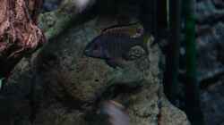 Besatz im Aquarium Malawi 1