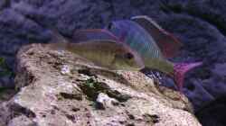 Besatz im Aquarium Malawi 1