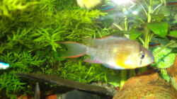 Besatz im Aquarium Becken 1558