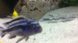Melanochromis Maingano 5 Stck 3-4 cm