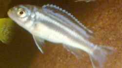 Melanochromis Maingano