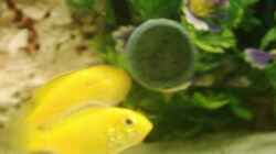 Lubidichromis Yellow bis her 5 Stck 3-4 cm