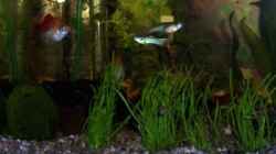 Platy und Guppys mit Leopardenmuster Ende 2006