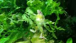 Besatz im Aquarium Becken mit Aphyosemion australe