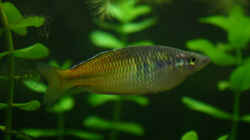 Boesemani
