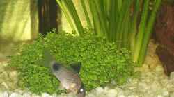 Besatz im Aquarium Becken 1588