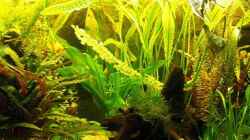 Aquarium Becken 1588