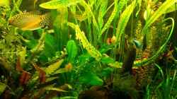 Pflanzen im Aquarium Becken 1588