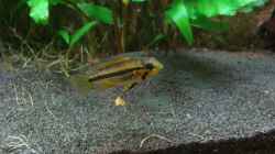 Apistogramma Cacatuoides (weibchen)