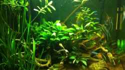 Aquarium Pflanzeninsel