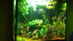 Aquarium Pflanzeninsel