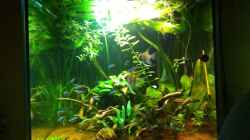 Aquarium Pflanzeninsel