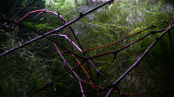 Dekoration im Aquarium RF