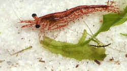 Besatz im Aquarium RF