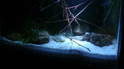 Aquarium RF