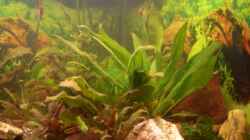 Pflanzen im Aquarium Eckaquarium