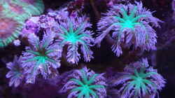 Aquarium Delta-Becken