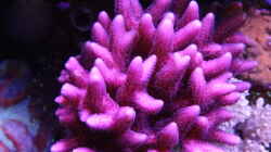 Stylopora