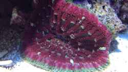 Min Max Anemone