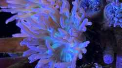 Pflanzen im Aquarium Delta-Becken